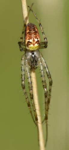 Metellina sp.